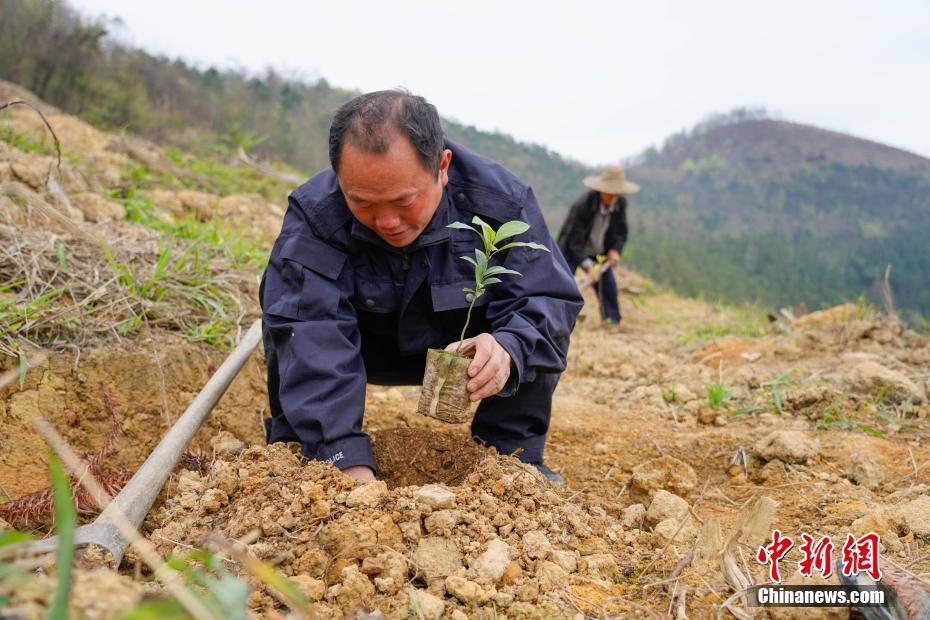 与树为伴几十载 贵州望谟大山里的护林员