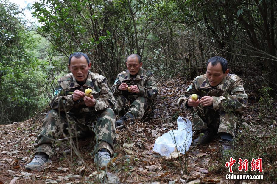 护林38年的孪生三兄弟